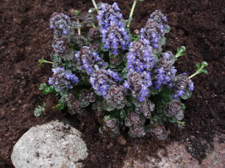 AJUGA pyramidalis 'Metallica Crispa' - Læbeløs  (MS)