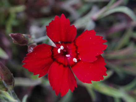 DIANTHUS deltoides 'Leuchtfunk' - Bakkenellike