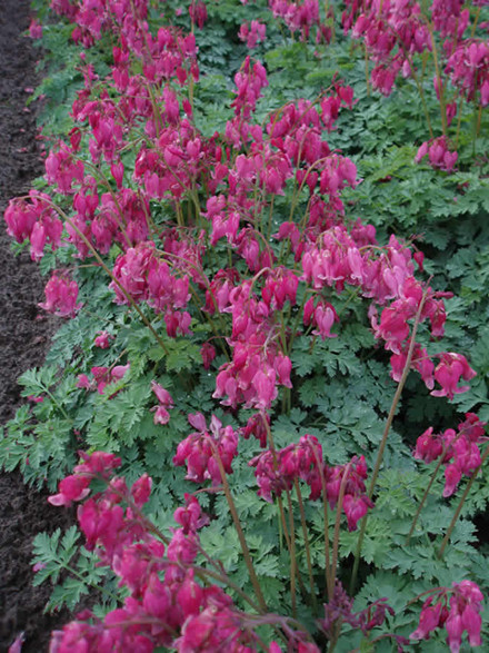 DICENTRA eximia 'Luxuriant' - Hjerteblomst  (MS)