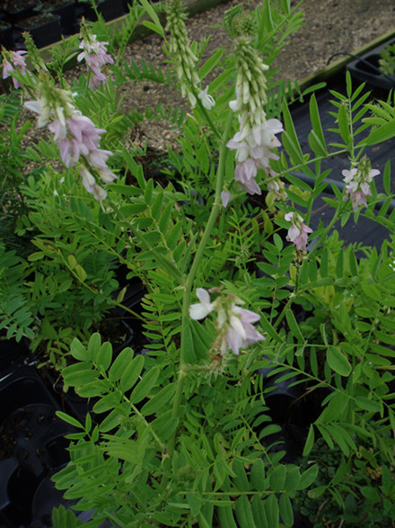 GALEGA hartlandii (MS) - Strengbælg