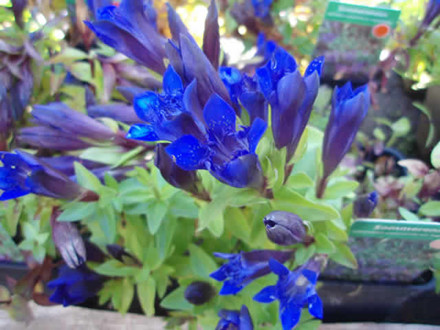 GENTIANA septemfida 'Lagodechiana' - Sommerensian (MS)