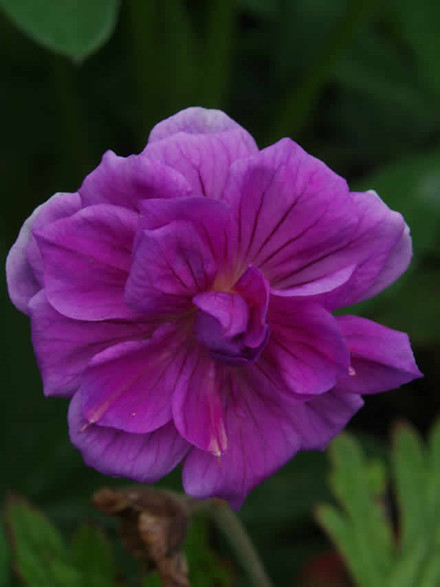GERANIUM himalayense 'Plenum' - Storkenæb (MS)