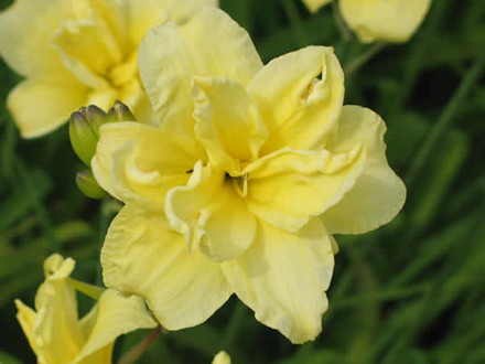 HEMEROCALLIS hybrid 'Double River Wye' - Daglilje (MS)