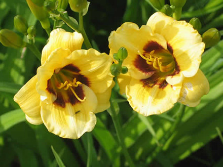 HEMEROCALLIS hybrid 'Little Bumble Bee' - Daglilje (MS)