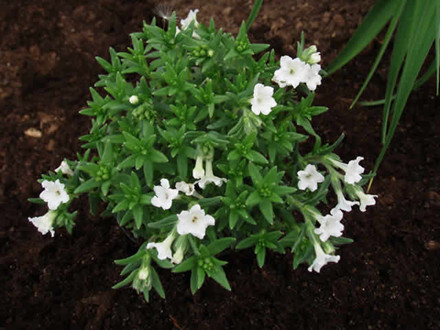 LITHODORA diffusa 'Alba' - Stenfrø (MS)