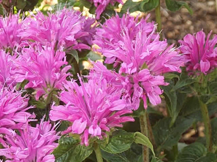 MONARDA hybrid 'Petite Delight' ® - Hestemynte (MS)