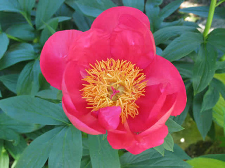 PAEONIA lactiflora 'Flame' - Silkepæon (MS)