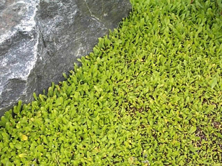LEPTINELLA dioica (reptans) (Cotula) - Trædebregne (MS)