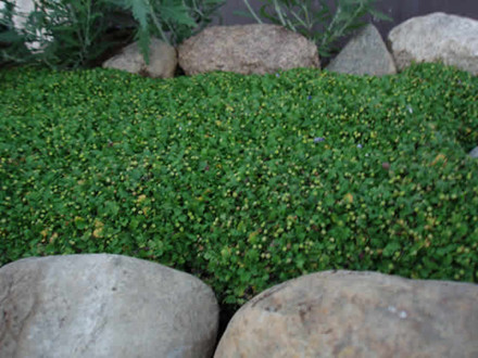 LEPTINELLA minima (Cotula) - Trædebregne (MS)