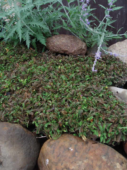 LEPTINELLA potentillina (Cotula) - Trædebregne (MS)