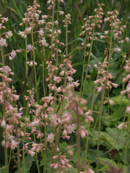 TIARELLA cordifolia 'Rosalie' - Skumblomst (MS)
