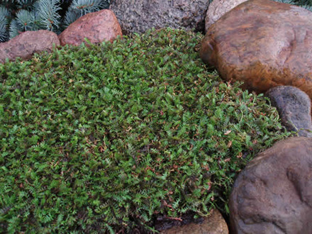LEPTINELLA squalida (Cotula) - Trædebregne (MS)