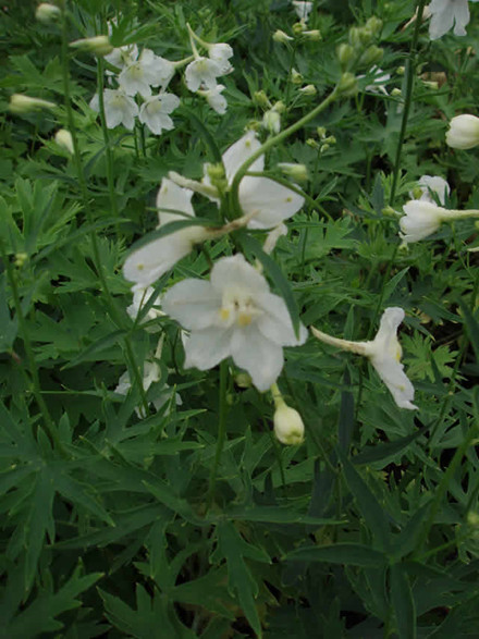 DELPHINIUM belladona 'Casa Blanca' - Ridderspore (MS)