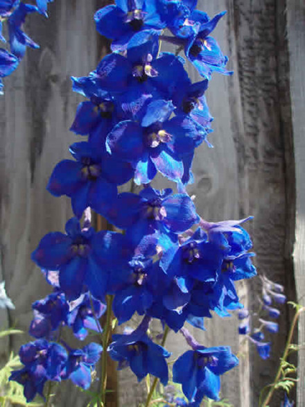 DELPHINIUM belladona 'Clivedan Beauty' - Ridderspore (MS)