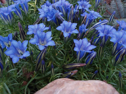 GENTIANA sino-ornata 'Blauer Zwerg' - Efterårsensian (MS)