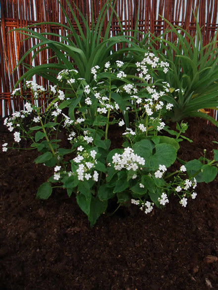 BRUNNERA macrophylla 'Betty Bowring' - Kærmindesøster (MS)