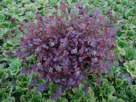 ACAENA inermis 'Purpurea' - Tornnød (MS)