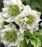 HELLEBORUS hybrid 'Swirling Skirts' - Julerose (MS)