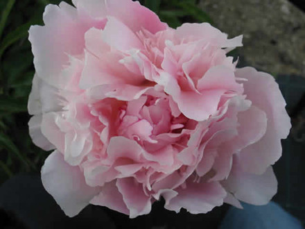 PAEONIA lactiflora 'Pecher' - Silkepæon (MS)