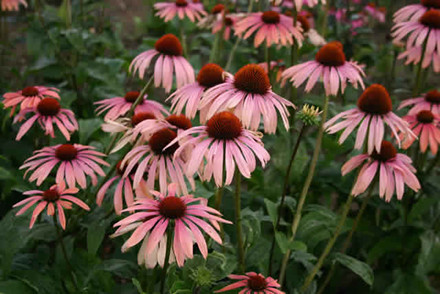 ECHINACEA purpurea 'Summer Sky' ® (Rudbeckia) - Solhat (MS)
