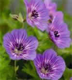 GERANIUM hybrid 'Havanna Blues' - Storkenæb (MS)