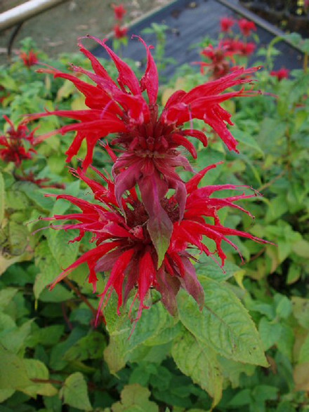MONARDA hybrid 'Adam' - Hestemynte (MS)