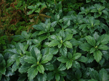 PACHYSANDRA terminalis 'Green Carpet' - Vinterglans (MS)