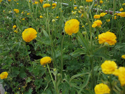 RANUNCULUS acris 'Multiplex' - Guldknap (MS)