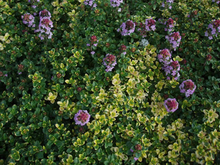 THYMUS citriodorus 'Doone Valley' - Citrontimian (MS)