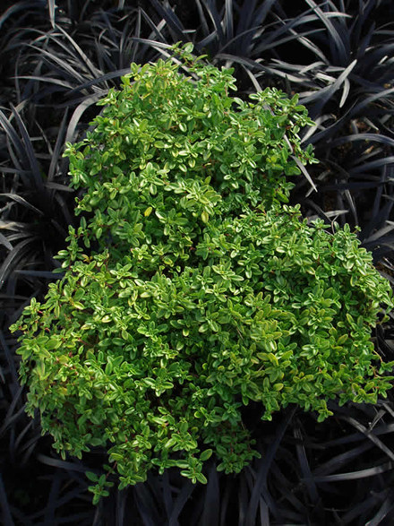 THYMUS citriodorus 'Golden Dwarf' - Citrontimian (MS)