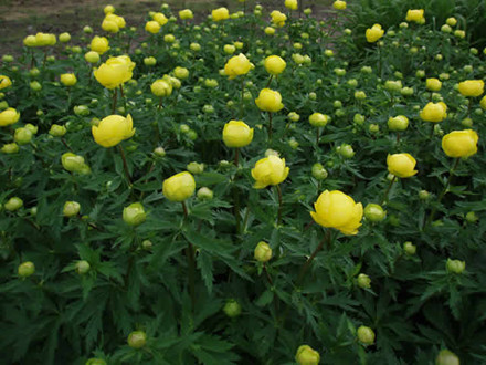 TROLLIUS europaeus 'Superbus' - Engblomme (MS)