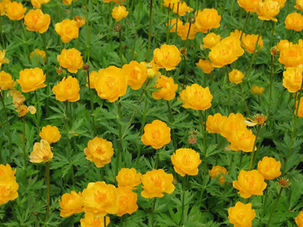 TROLLIUS hybrid 'Kerstin' (cultorum) - Engblomme (MS)