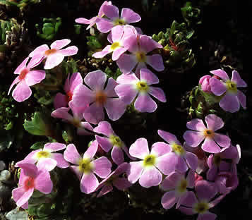 ANDROSACE mucronifolia - Fjeldarve (MS)