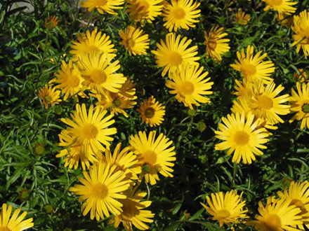 BUPHTHALMUM salicifolium 'Dora' - Tusindstråle (MS)
