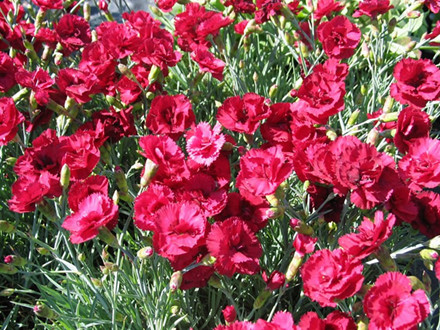 DIANTHUS gratianopolitanus 'Rubin' - Nellike