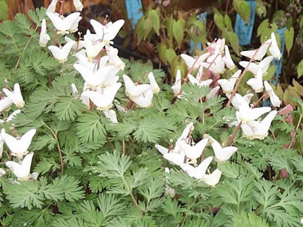 DICENTRA cucularia - Hjerteblomst (MS)