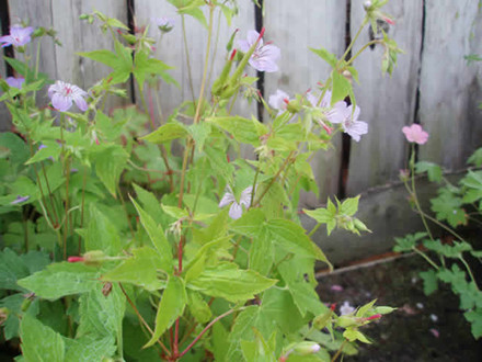GERANIUM nodosum - Storkenæb (MS)