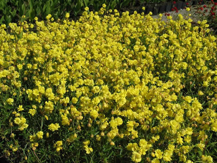 HELIANTHEMUM hybrid 'Sulphureum Plenum' - Soløje (MS)