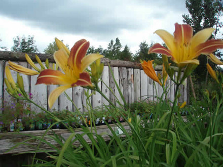 HEMEROCALLIS hybrid 'Comet' - Daglilje (MS)