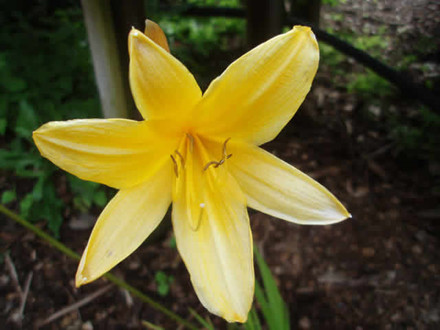 HEMEROCALLIS hybrid 'Earliana' - Daglilje (MS)