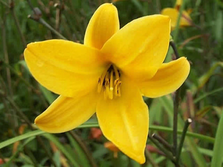 HEMEROCALLIS hybrid 'Golden Chimes'  - Daglilje (MS)