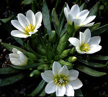 LEWISIA nevadensis - Bitterrod (MS)