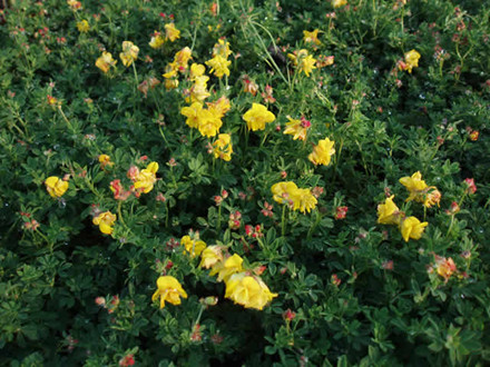 LOTUS corniculatus 'Pleniflorus' - Kællingetand (MS)