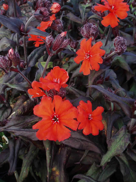 LYCHNIS ark. 'Orange Zwerg' Røde Mølle (MS)