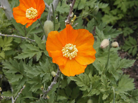 MECONOPSIS cambrica - Valmuesøster