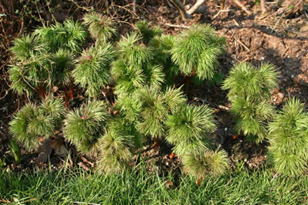 PAEONIA tenuifolia   - Trådpæon (MS)