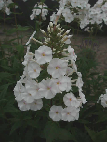 PHLOX carolina 'Mäntsäla' - Floks (MS)
