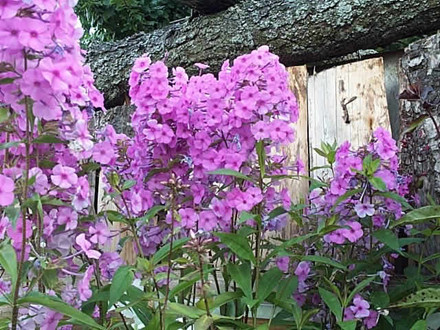 PHLOX carolina 'Jorvas' - Floks (MS)