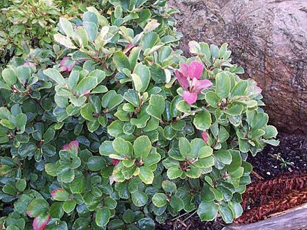 Fothergilla major Salgsh. 25-30 cm. - Troldel (NP)