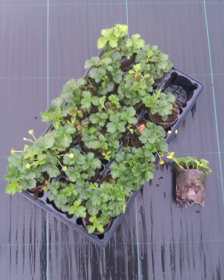 Waldsteinia ternata - Guldjordbær (Plugs) Kasse m/18 stk.